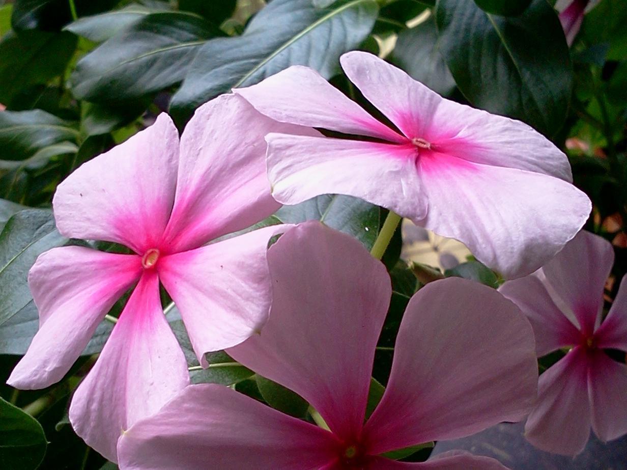 Happy Flower Taman liburan
