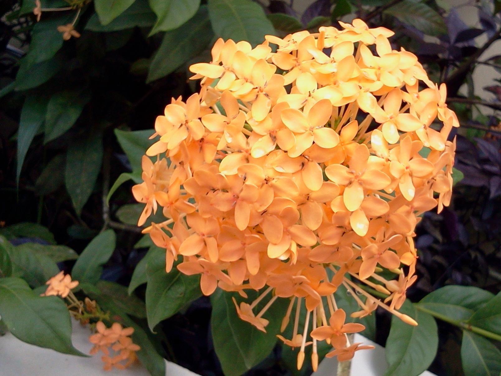 Taman liburan Happy Flower 3*