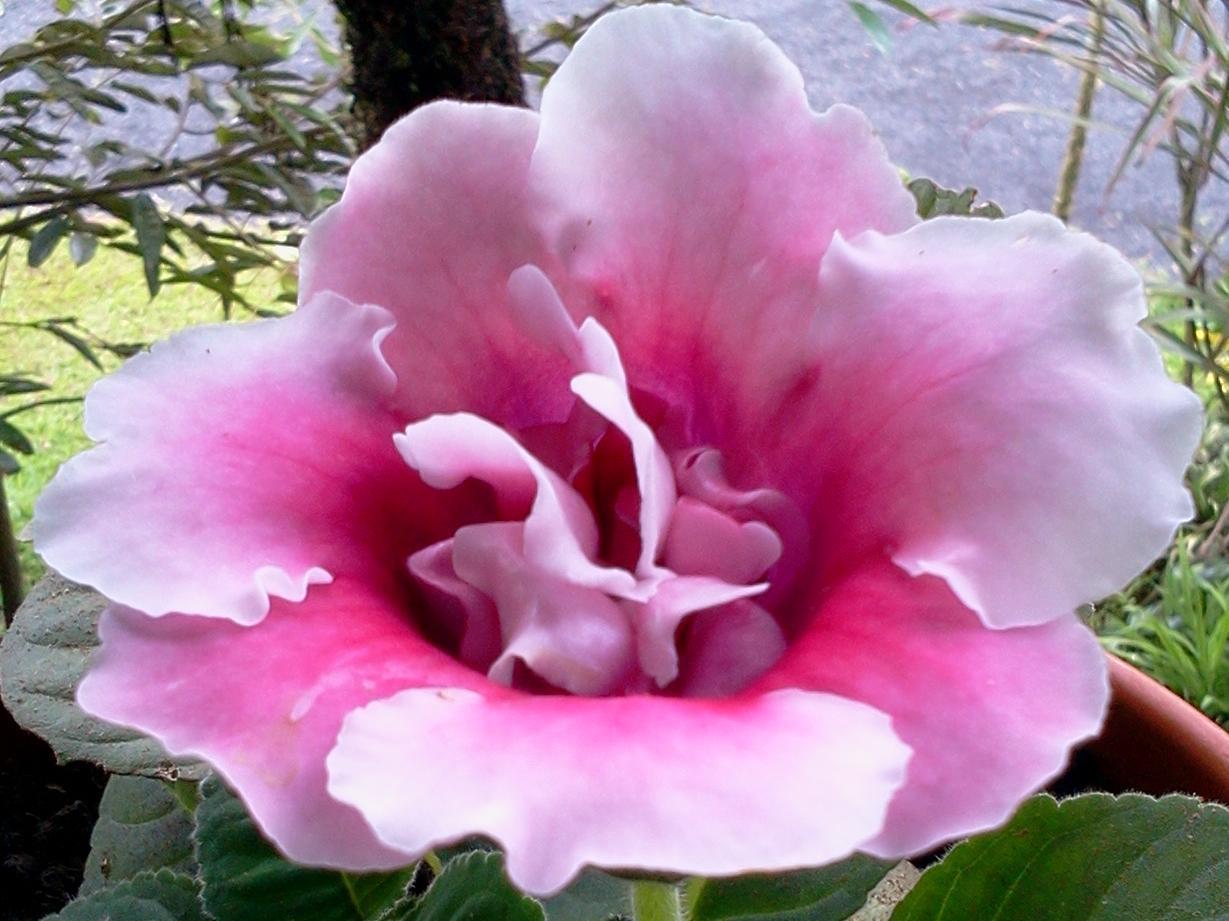 Happy Flower 3*